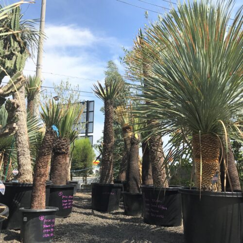 ユッカ フィリフェラ・カルネロサーナ 入荷しました！！ | DESERT INC.