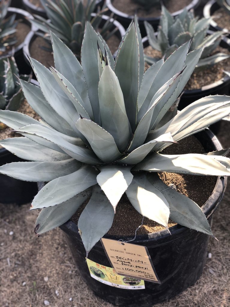 アガベ・パリー｜Agave parryi | OCEANSIDE GARDEN INC.