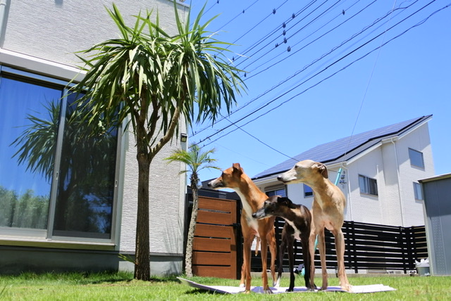 コルディリネ・オーストラリス｜Cordyline australis | OCEANSIDE ...