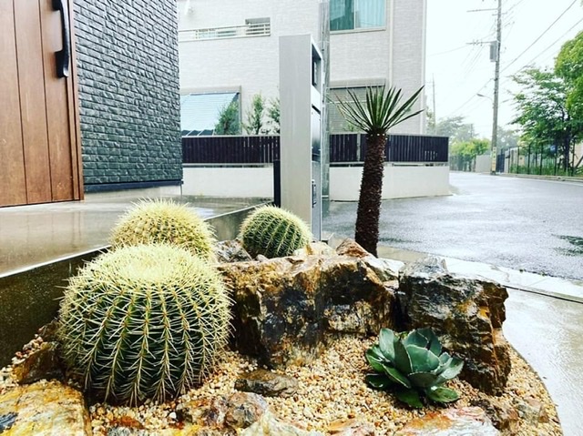 エキノカクタス グルソニー 金鯱 Echinocactus Grusonii Oceanside Garden Inc