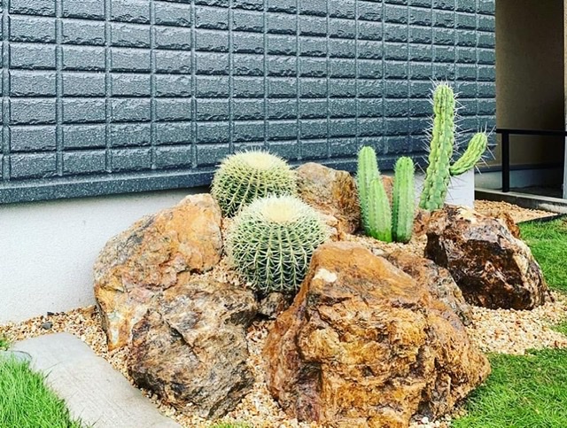 エキノカクタス グルソニー 金鯱 Echinocactus Grusonii Oceanside Garden Inc