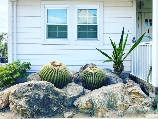 エキノカクタス グルソニー 金鯱 Echinocactus Grusonii Oceanside Garden Inc