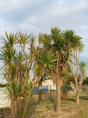 コルディリネ・オーストラリス｜Cordyline australis | OCEANSIDE