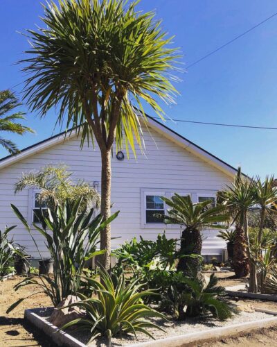 コルディリネ ストリクタ Cordyline Stricta Oceanside Garden Inc