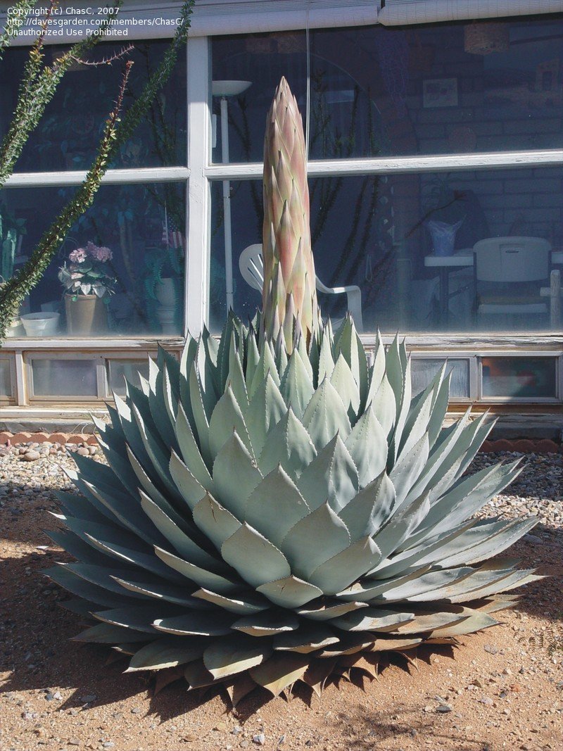 アガベ 『パリー ホーチエンシス錦』 子株② 抜き苗で発送 アガベ