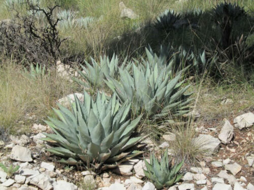 アガベ・パリー 'ネオメキシカーナ'｜Agave parryi sp. neomexicana