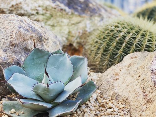 アガベ・パリー トランカータ｜Agave parryi var. truncata