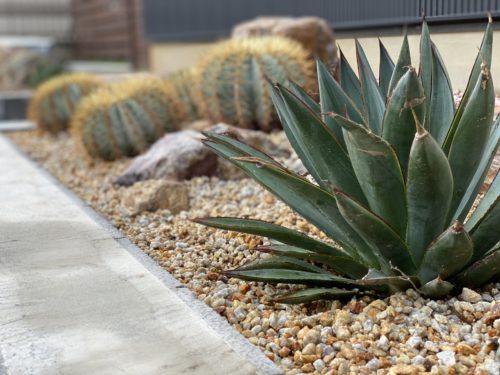 アガベ x ブルーグロー｜Agave x 'Blue Glow' | OCEANSIDE GARDEN INC.