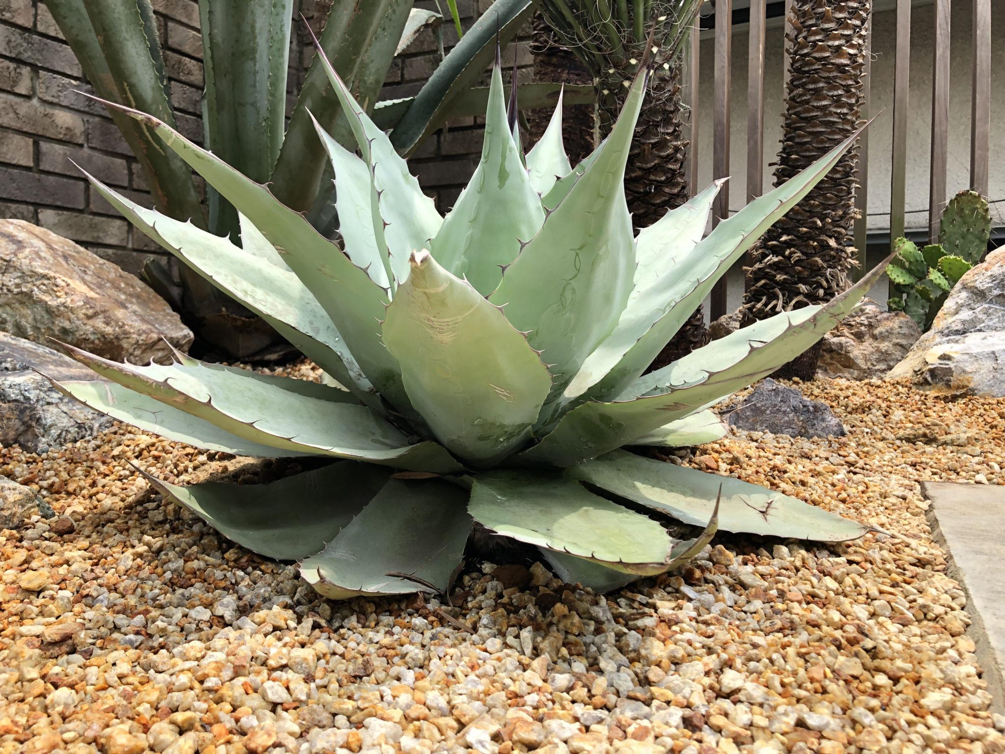 IMG_2618 DESERT INC.