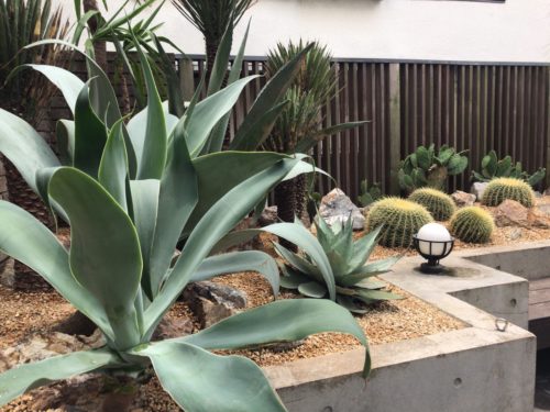 アガベ・アテナータ ｜Agave attenuata | OCEANSIDE GARDEN INC.