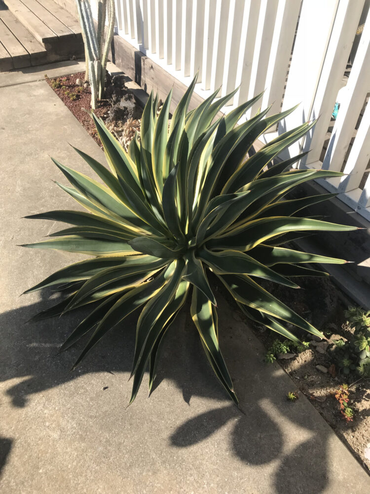 アガベ デスメティアーナ バリエガータ ベネズエラ Agave Desmetiana Variegata Oceanside Garden Inc