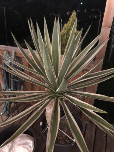 アガベ アングスティフォリア マルギナータ Agave Angustifolia Marginata Oceanside Garden Inc