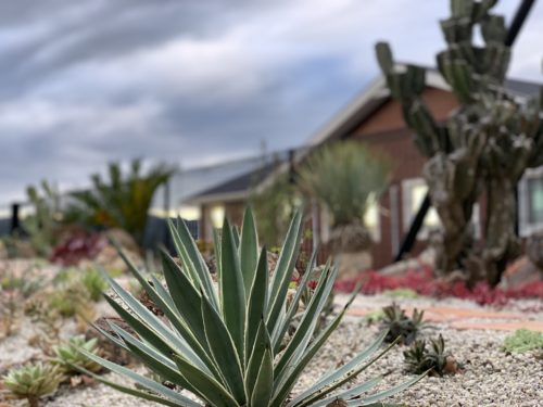 アガベ アングスティフォリア マルギナータ Agave Angustifolia Marginata Oceanside Garden Inc