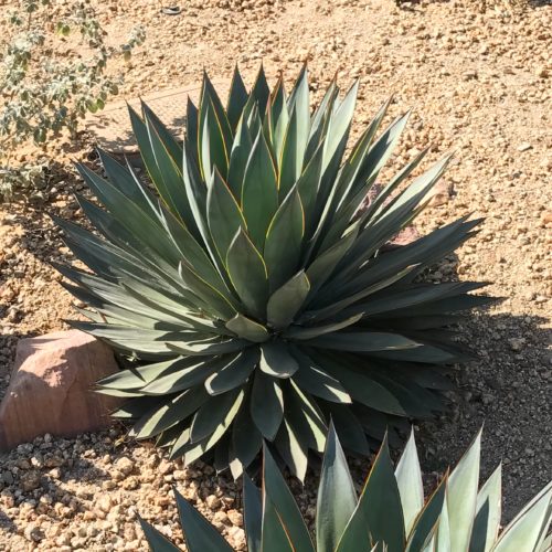 アガベ x ブルーグロー|Agave x 'Blue Glow' | OCEANSIDE GARDEN INC.