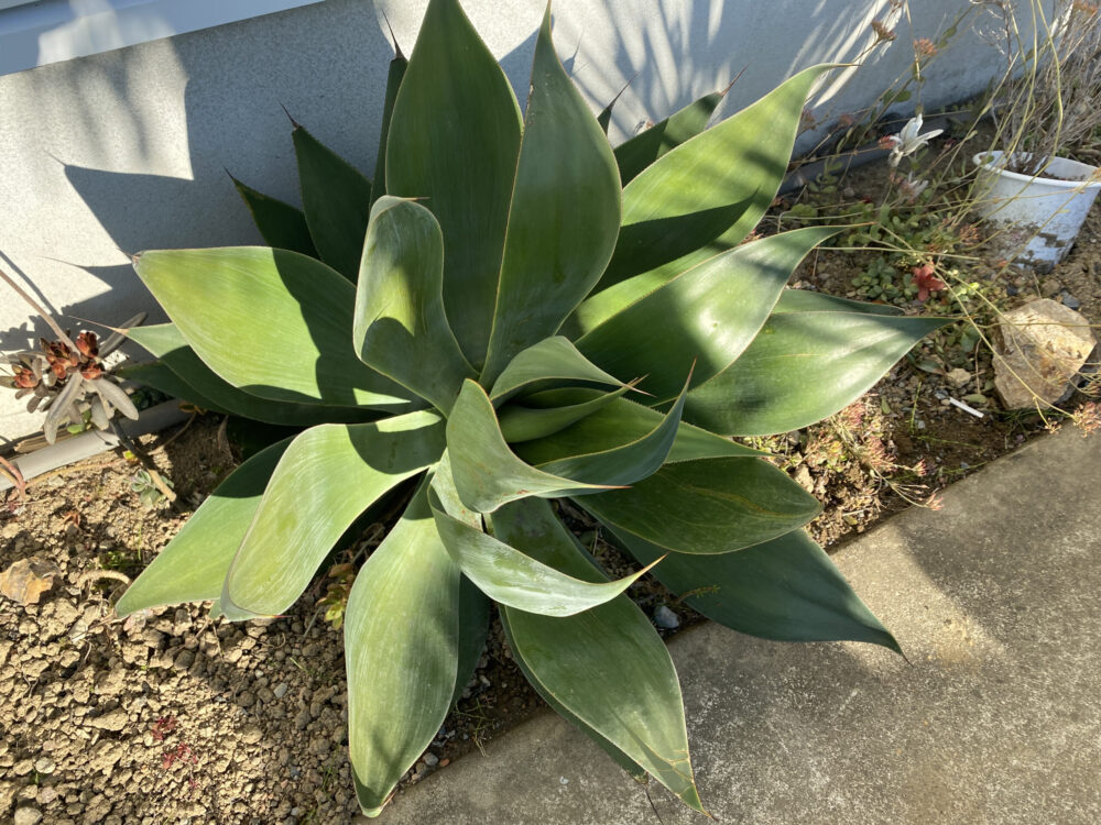 アガベ x ブルーフレイム|Agave x 'Blue Flame' | OCEANSIDE GARDEN INC.
