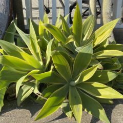 アガベ 大型 60cm〜｜LARGE AGAVES | DESERT INC.