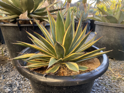 Agave 'Sun Glow' 94