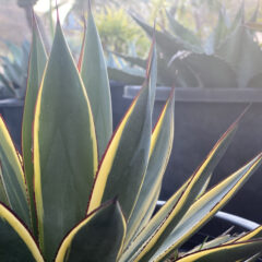 耐寒性が強い | OCEANSIDE GARDEN INC.