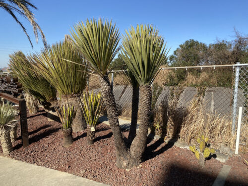 #76   ユッカ フィリフェラ  Yucca filifera（3ヘッド）