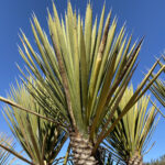 # 83 ユッカ フィリフェラ  Yucca filifera