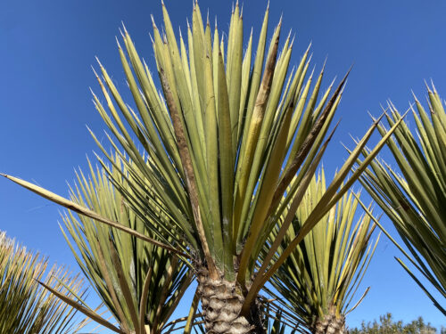 # 69 ユッカ フィリフェラ  Yucca filifera