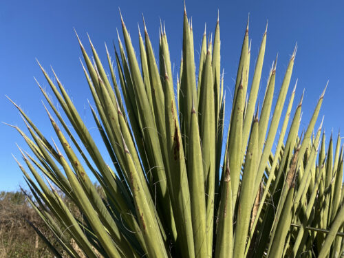 #76   ユッカ フィリフェラ  Yucca filifera（3ヘッド）