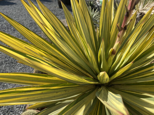 ユッカ グラリオサ バリエガータ 君が代蘭 斑入り Yucca Gloriosa Variegata Oceanside Garden Inc