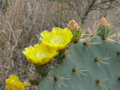 ウチワサボテン・ロブスタ（大丸盆）｜Opuntia robusta | OCEANSIDE ...