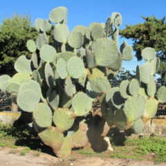 ウチワサボテン|OPUNTIA CACTUS | DESERT INC. ウチワサボテン|OPUNTIA CACTUS | DESERT INC.