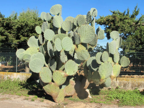 ウチワサボテン・ロブスタ（大丸盆）｜Opuntia robusta | OCEANSIDE ...