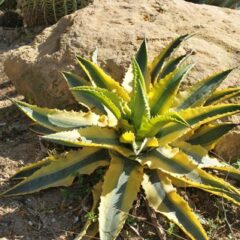 アガベ 小型 〜60cm|SMALL AGAVES | OCEANSIDE GARDEN INC.