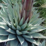 アガベ・パリー 'ネオメキシカーナ'｜Agave parryi sp. neomexicana