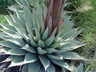 アガベ・パリー 'ネオメキシカーナ'｜Agave parryi sp