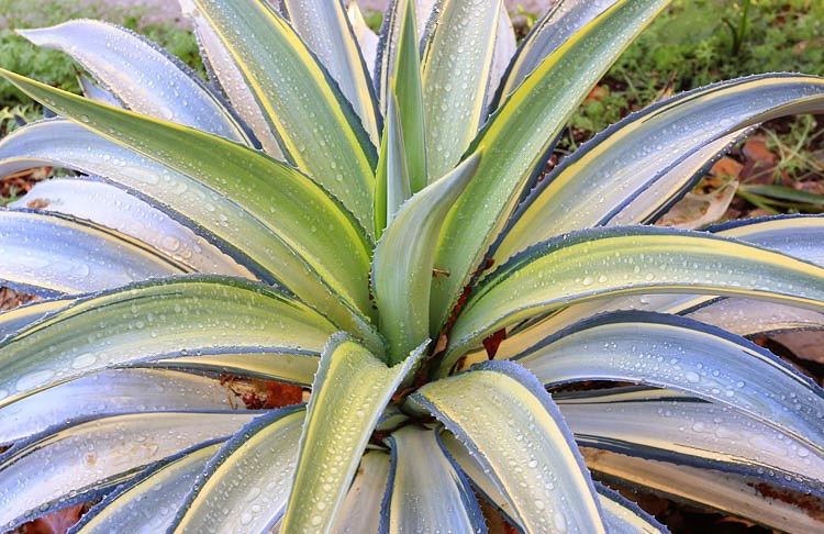 アガベ・デスメティアナ ジョーホーク｜Agave desmettiana 'Joe Hoak ...