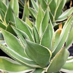 Spring | DESERT INC.