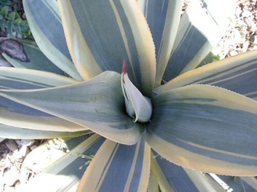 アガベ・ウェベリ アリゾナスター｜Agave weberi 'Aizona Ster ...