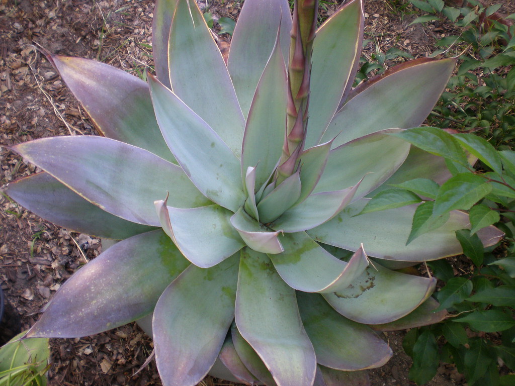 アガベ セルシーAgave celsii ボッテリーAgave 香ばしい botteri