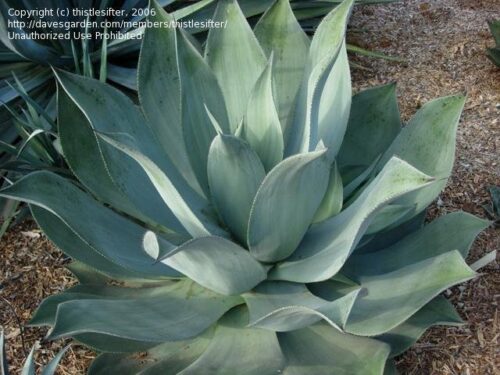 アガベ・セルシー ノバ｜Agave celsii nova | OCEANSIDE GARDEN INC.