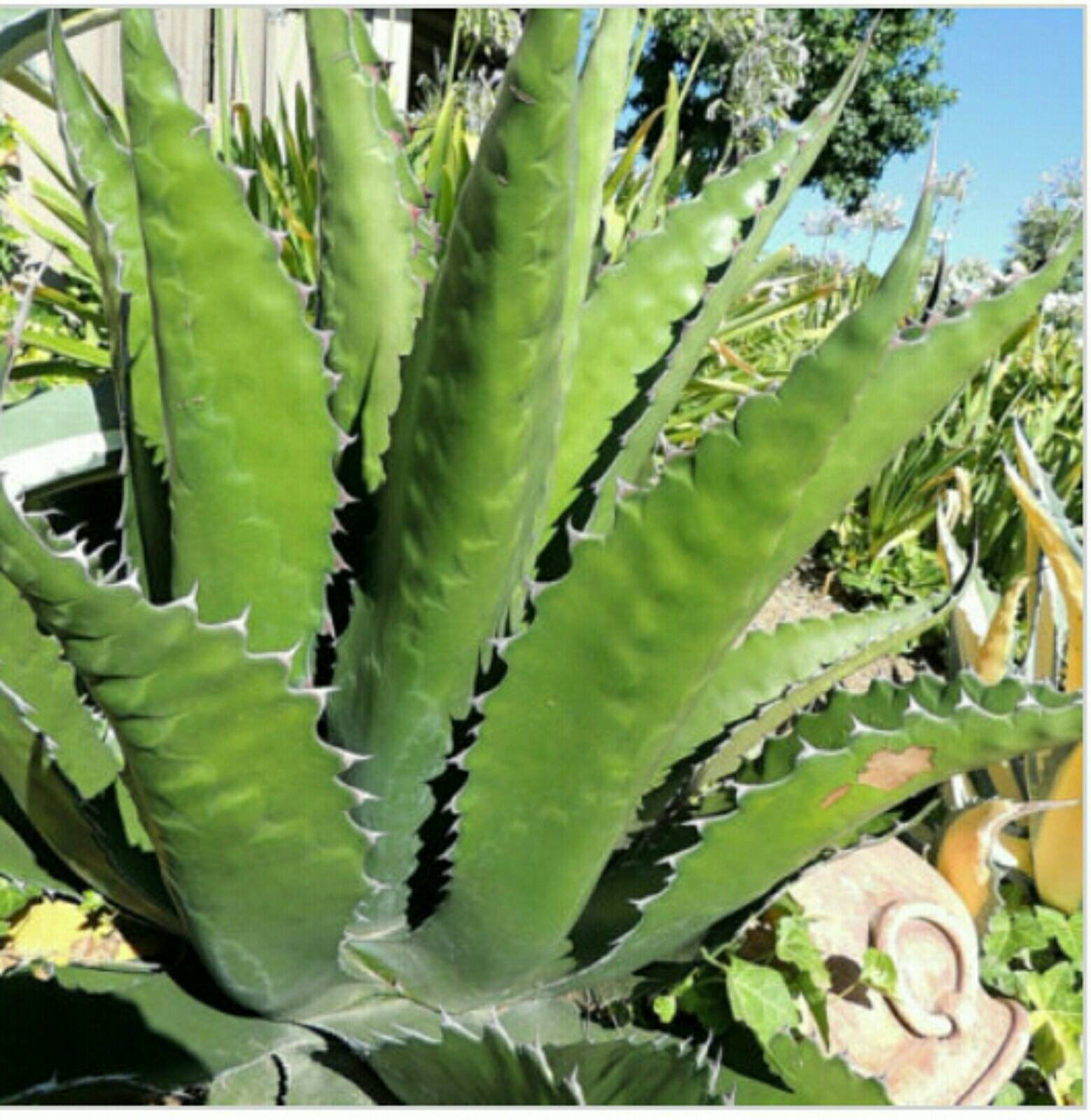 アガベ・ジェントリー｜Agave gentryi | OCEANSIDE GARDEN INC.