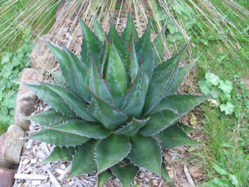 アガベ・モンタナ｜Agave montana | OCEANSIDE GARDEN INC.