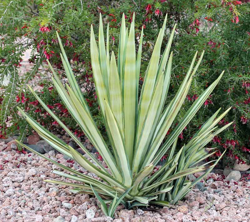 アガベ・サイザルアサ バリエガータ｜Agave variegated | OCEANSIDE GARDEN INC.