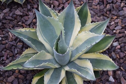 Agave　オバティフォリア