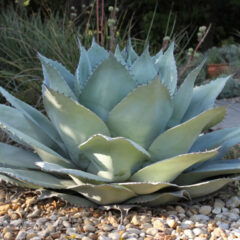 アガベ・オバティフォリア｜Agave ovatifolia