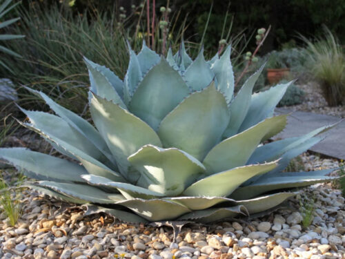 Agave　オバティフォリア