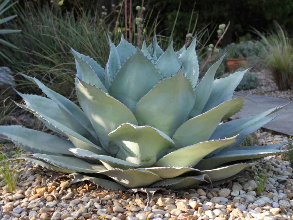 アガベ・オバティフォリア｜Agave ovatifolia | OCEANSIDE GARDEN INC.