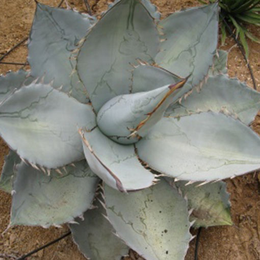 アガベ・チタノタ ホワイトアイス｜Agave titanota 'White Ice