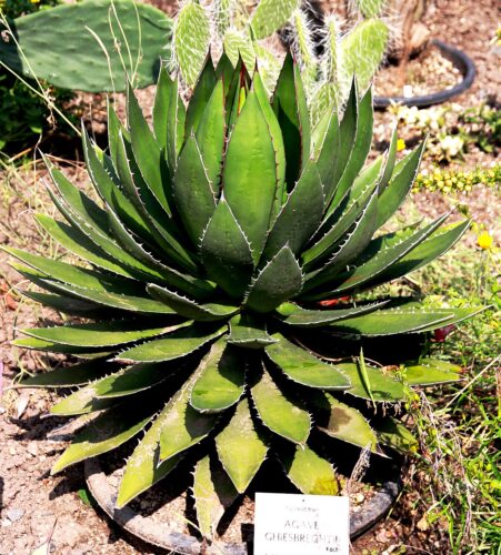 アガベ・ジェスブレイティ｜Agave ghiesbreghtii | OCEANSIDE