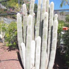 柱サボテン｜CEREUS CACTUS | DESERT INC.