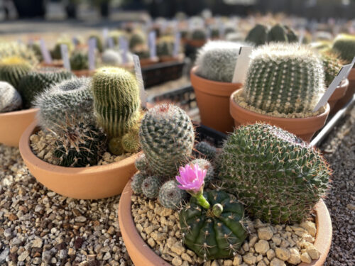 サボテン農家ページです。 サボテンの寄せ植え | DESERT INC.