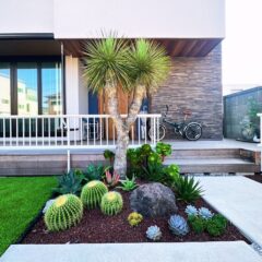 サボテンは冬の養生をすると綺麗ですね♪|鎌倉市